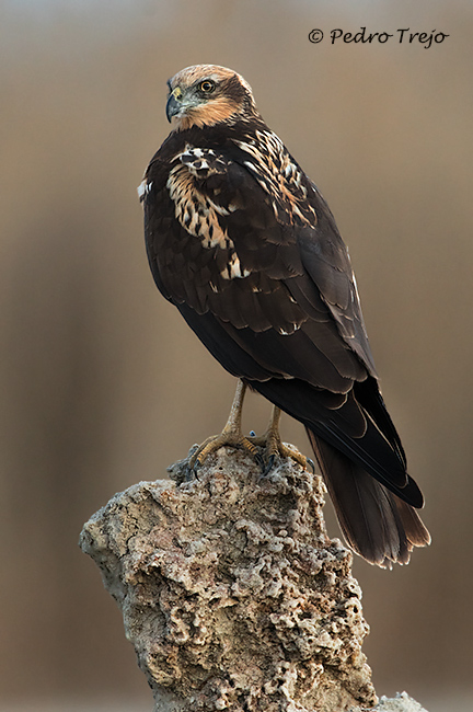 Aguilucho lagunero (Circus aeruginosus)